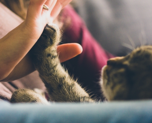 Cat giving a high five to a woman