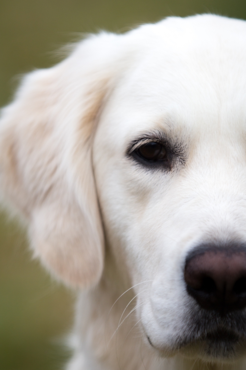 Golden Retriever Gesicht