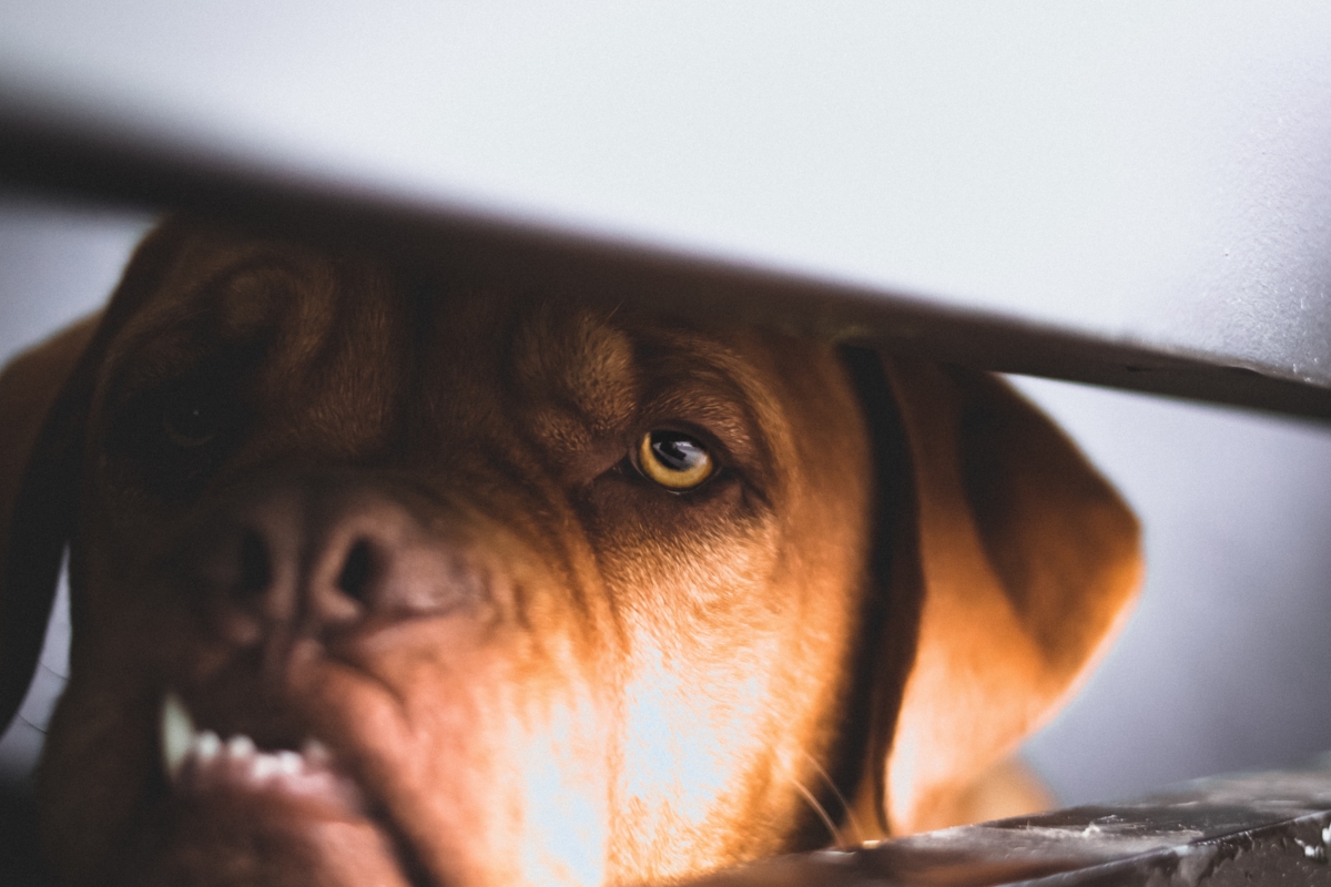 Le grand chien brun se cache