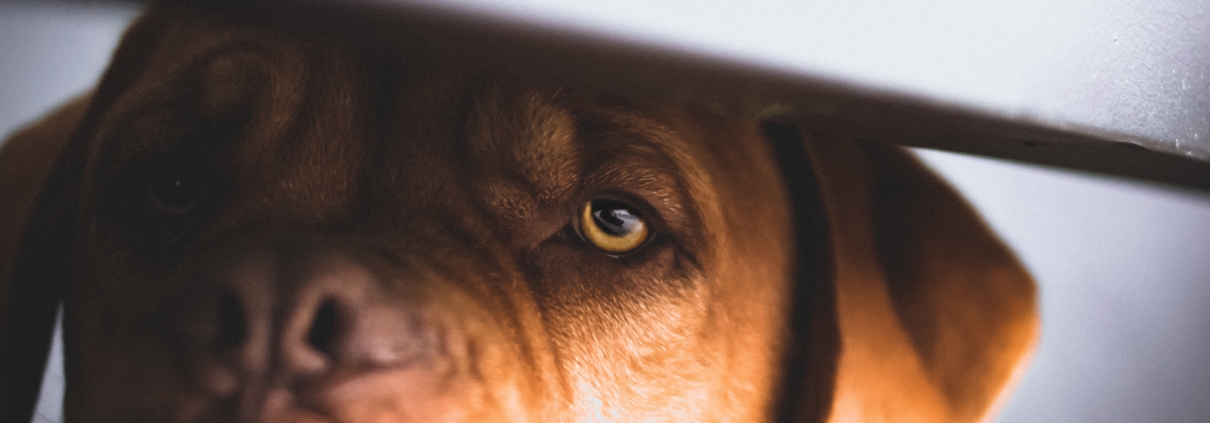 Großer brauner Hund versteckt sich