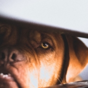 Big brown dog hiding