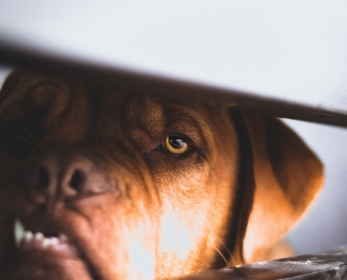 Le grand chien brun se cache