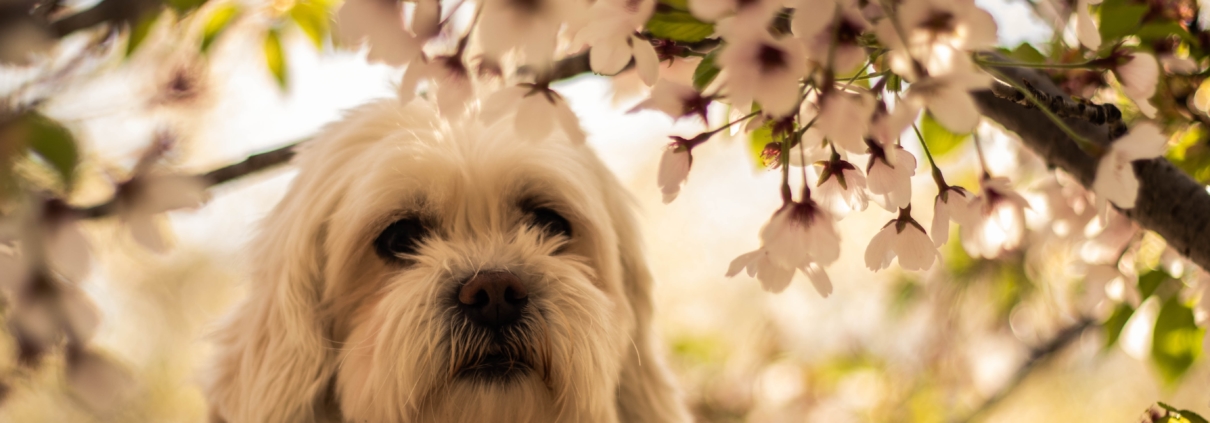 Weißer Hund unter einem blühenden Mandelbaum