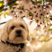 Chien blanc sous un amandier en fleurs