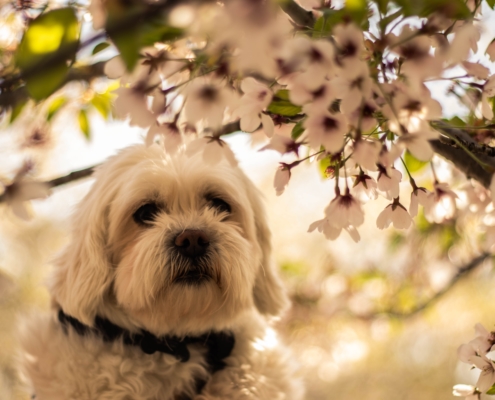 Weißer Hund unter einem blühenden Mandelbaum