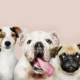 Dog line-up on pink background