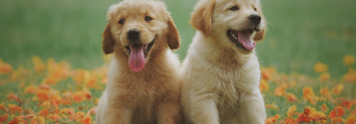 2 golden retriever puppies on a lawn with autumn leaves