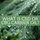 Was ist CBD oder CBG Trägeröl The Real CBD