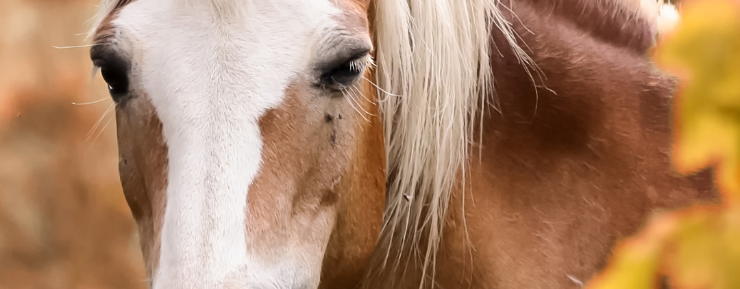 Brown and white horses head