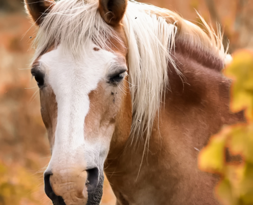 Tête de cheval marron et blanc