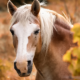 Brown and white horses head