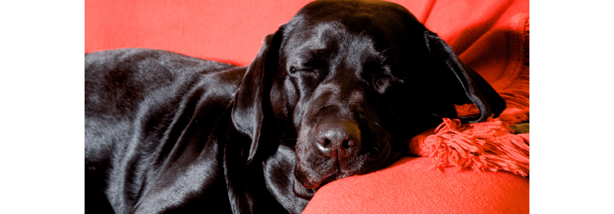 Black retriever sleeping on a red sofa