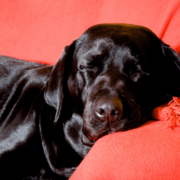 Black retriever sleeping on a red sofa