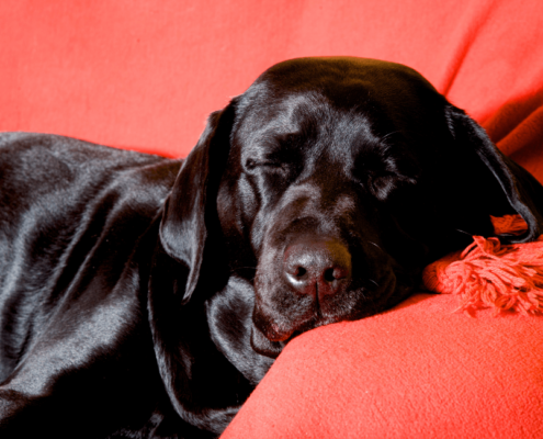 Un retriever noir dormant sur un canapé rouge