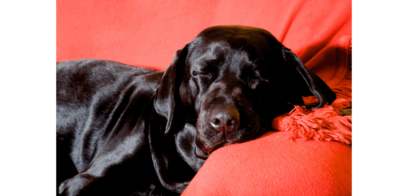 Black retriever sleeping on a red sofa