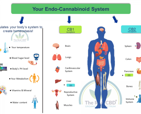 Was ist das Endocannabinoid-System (Infografik)