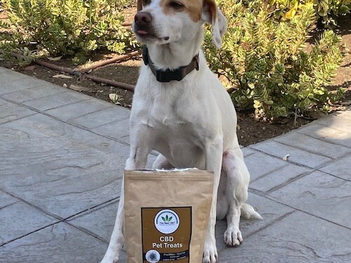 Dog with The Real CBD treats