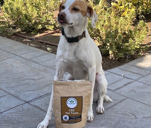 Dog with The Real CBD treats