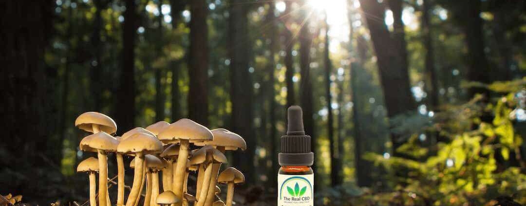 Champignons médicinaux et CBD