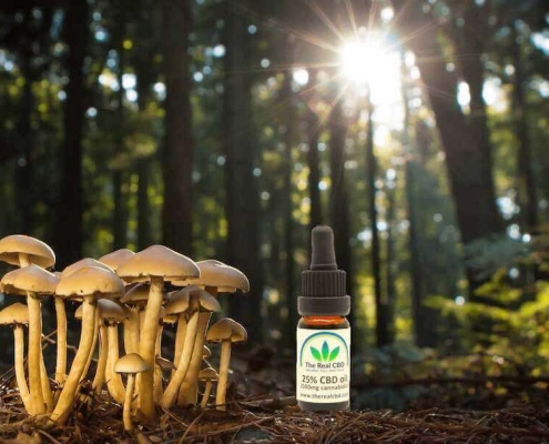 Champignons médicinaux et CBD