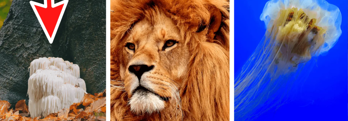 Lion's mane mushroom, Male Lion and a gobby