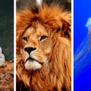 Lion's mane mushroom, Male Lion and a gobby