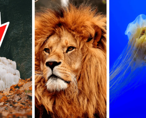 Lion's mane mushroom, Male Lion and a gobby