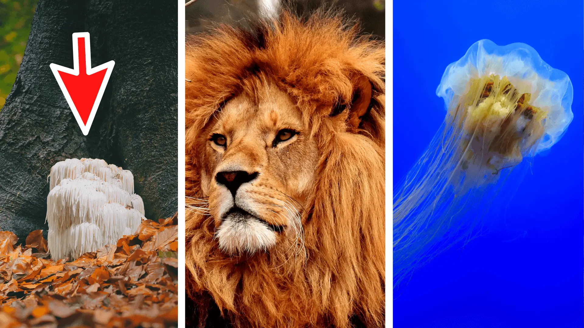 Lion's mane mushroom, Male Lion and a gobby