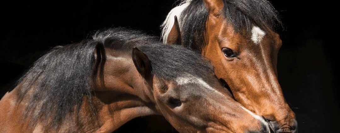 2 chevaux s'embrassent