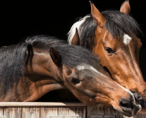 2 chevaux s'embrassent