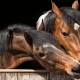 2 horses kissing