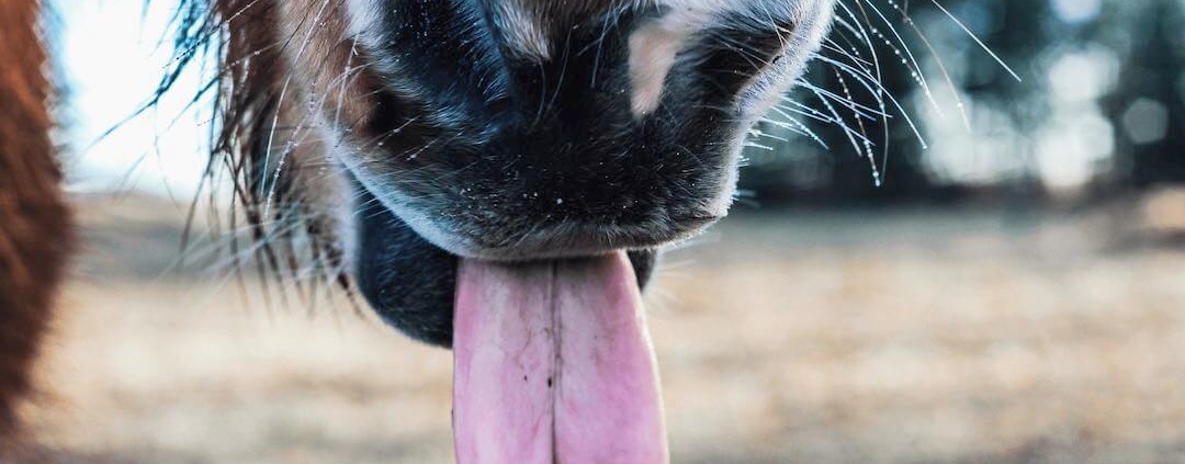 Horse tongue