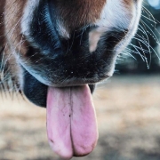 Horse tongue