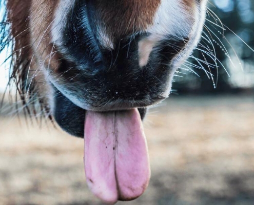 Horse tongue