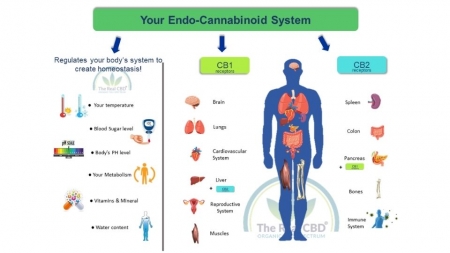 The-Real-CBD-Blog-CBD-pour-le-système-endocannabinoïde