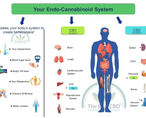 The-Real-CBD-Blog-CBD-for-the-endocannabinoid-system