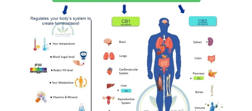 The-Real-CBD-Blog-CBD-for-the-endocannabinoid-system