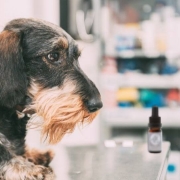 Dog on a vets table