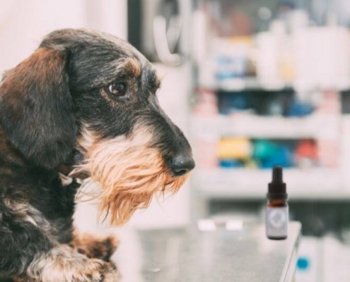 Dog on a vets table