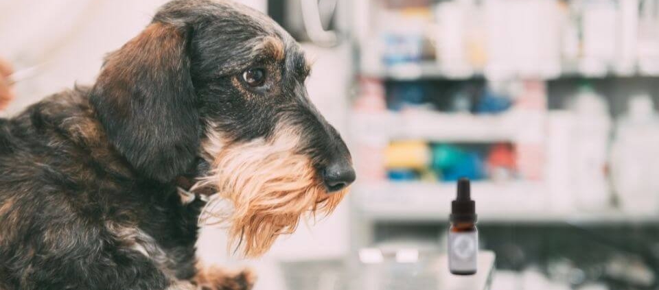 Dog on a vets table