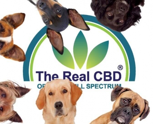 Chiens devant le logo de The Real CBD