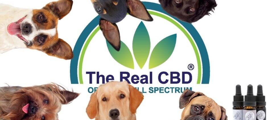 Chiens devant le logo de The Real CBD