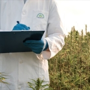 Laboratory man standing in a hemp field with a clip board