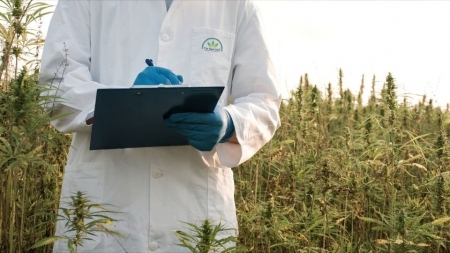 Laboratory man standing in a hemp field with a clip board