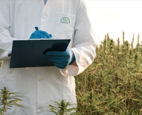 Laboratory man standing in a hemp field with a clip board