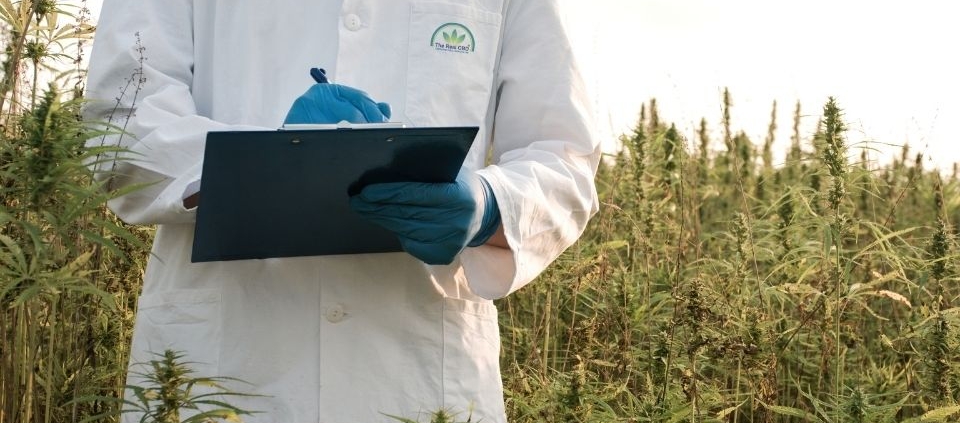 Laboratory man standing in a hemp field with a clip board