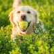 Golden retriever avec une balle de tennis dans la bouche dans un champ