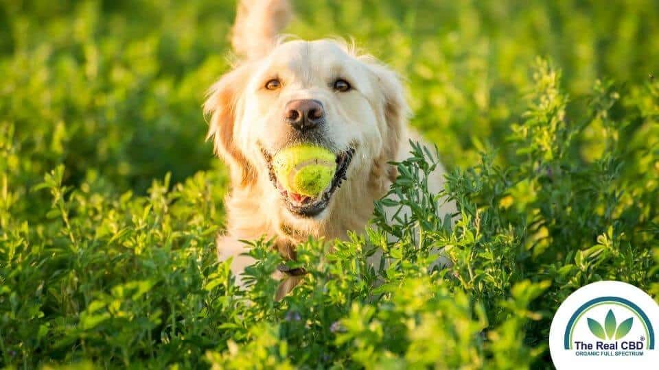 Golden retriever avec une balle de tennis dans la bouche dans un champ