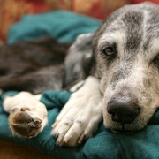 Chien malade sur un canapé vert