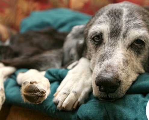 Kranker Hund auf einem grünen Sofa